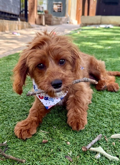 Ember, an adorable rescue puppy resting on the grass