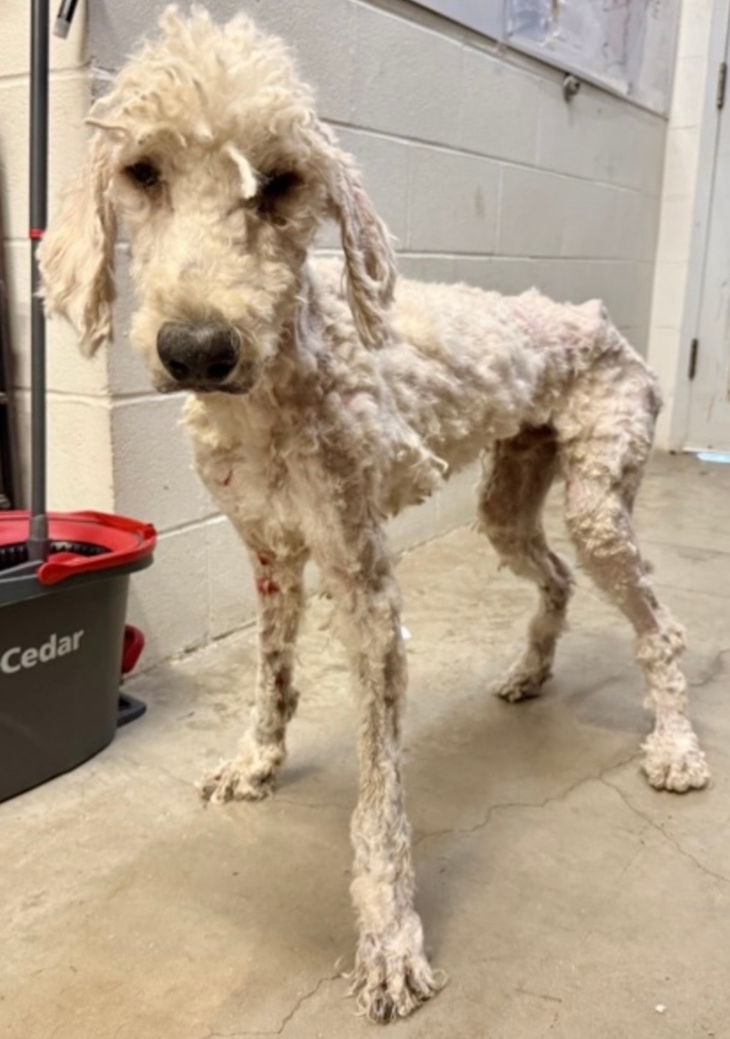 Yeti — Dog available for adoption