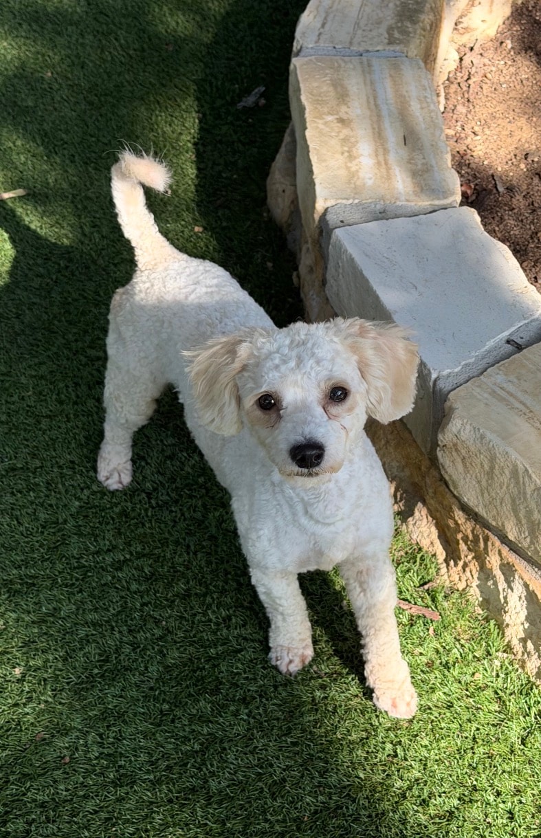 Flower — Dog available for adoption